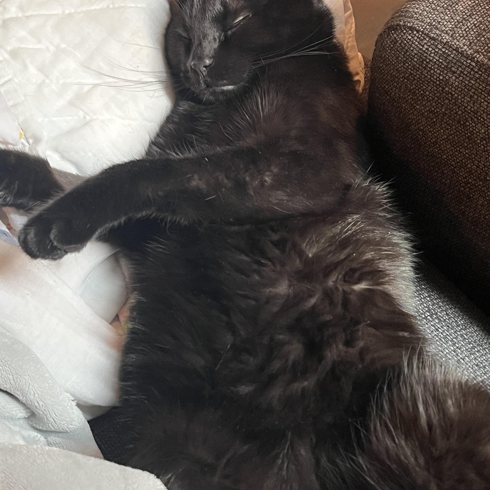 Meet your Posher, Pat